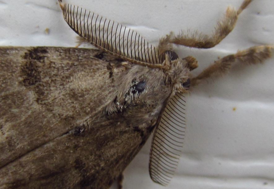 Tussock Moth