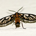 Tiger-Striped Clearwing Moth