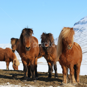 by Áslaug Stefánsdóttir - Animals Horses