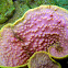 Chinese Lettuce Coral