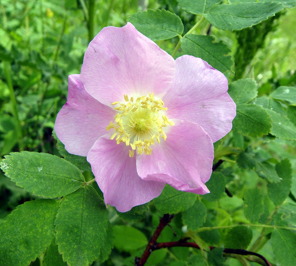 Wild Rose Project Noah