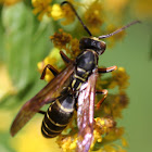 large yello-barred wasp