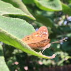 Hackberry Emperor