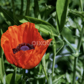 Purple Heart  by Judee Schofield - Flowers Flowers in the Wild