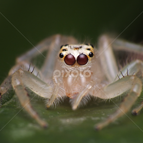 White Jumping Spider by Virgani Dhirgacahya - Animals Insects & Spiders