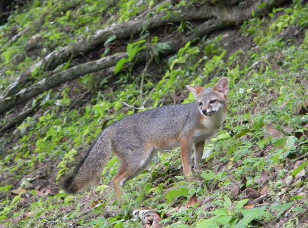 zorro gris - gray fox
