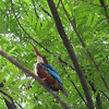 White-throated Kingfisher