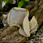 Ear mushroom
