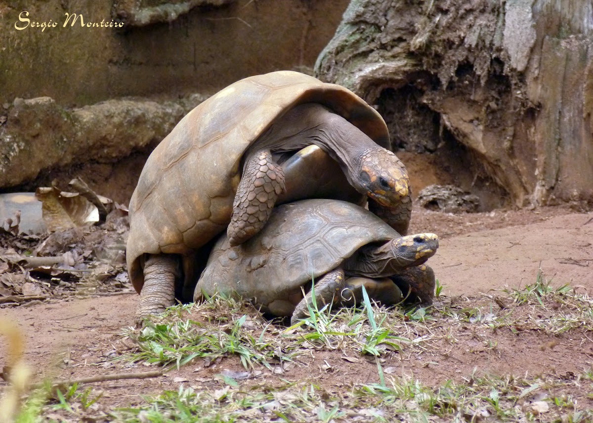 Jabuti-piranga (Red-footed tortoise)