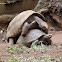 Jabuti-piranga (Red-footed tortoise)
