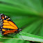 Monarch  Butterfly.