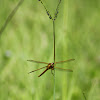 Needham's Skimmer Dragonfly