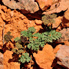 Widewing spring parsley