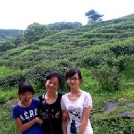 台灣農林熊空茶園