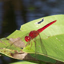 scarlet skimmer