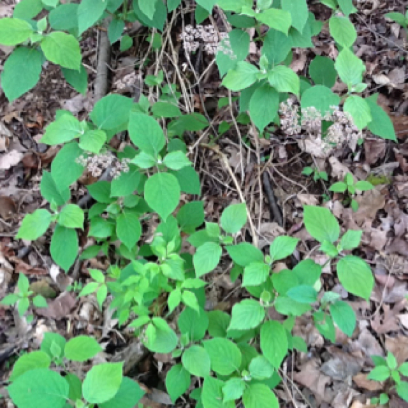 Wild geranium