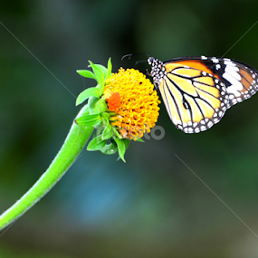 Made for each other  by Jayantakumar Das - Animals Insects & Spiders