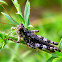 Kiowa Grasshopper
