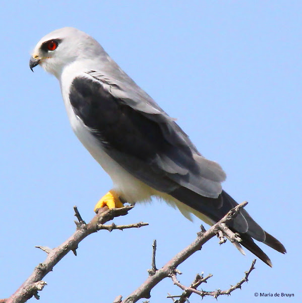 Blackwinged kite Project Noah