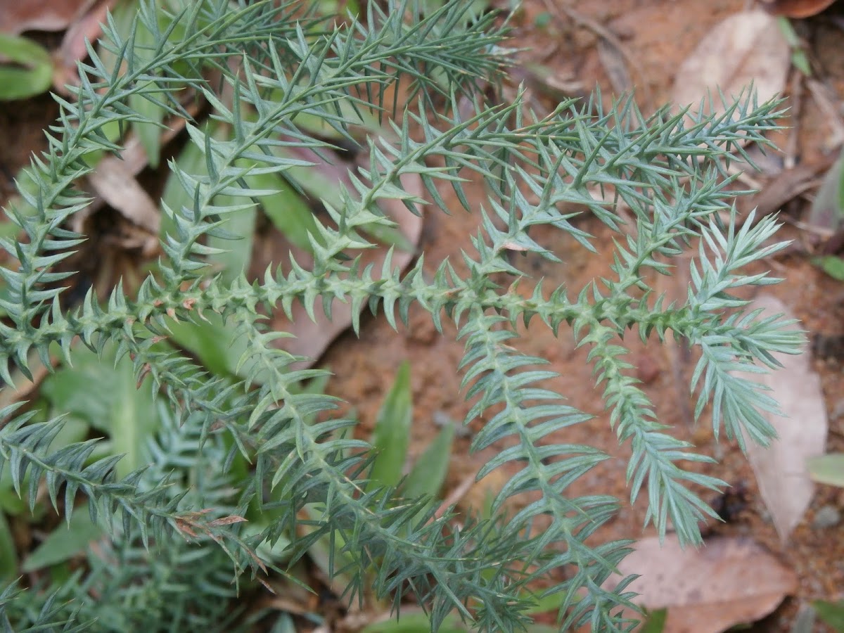 Lycopodium fern
