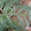 Lycopodium fern