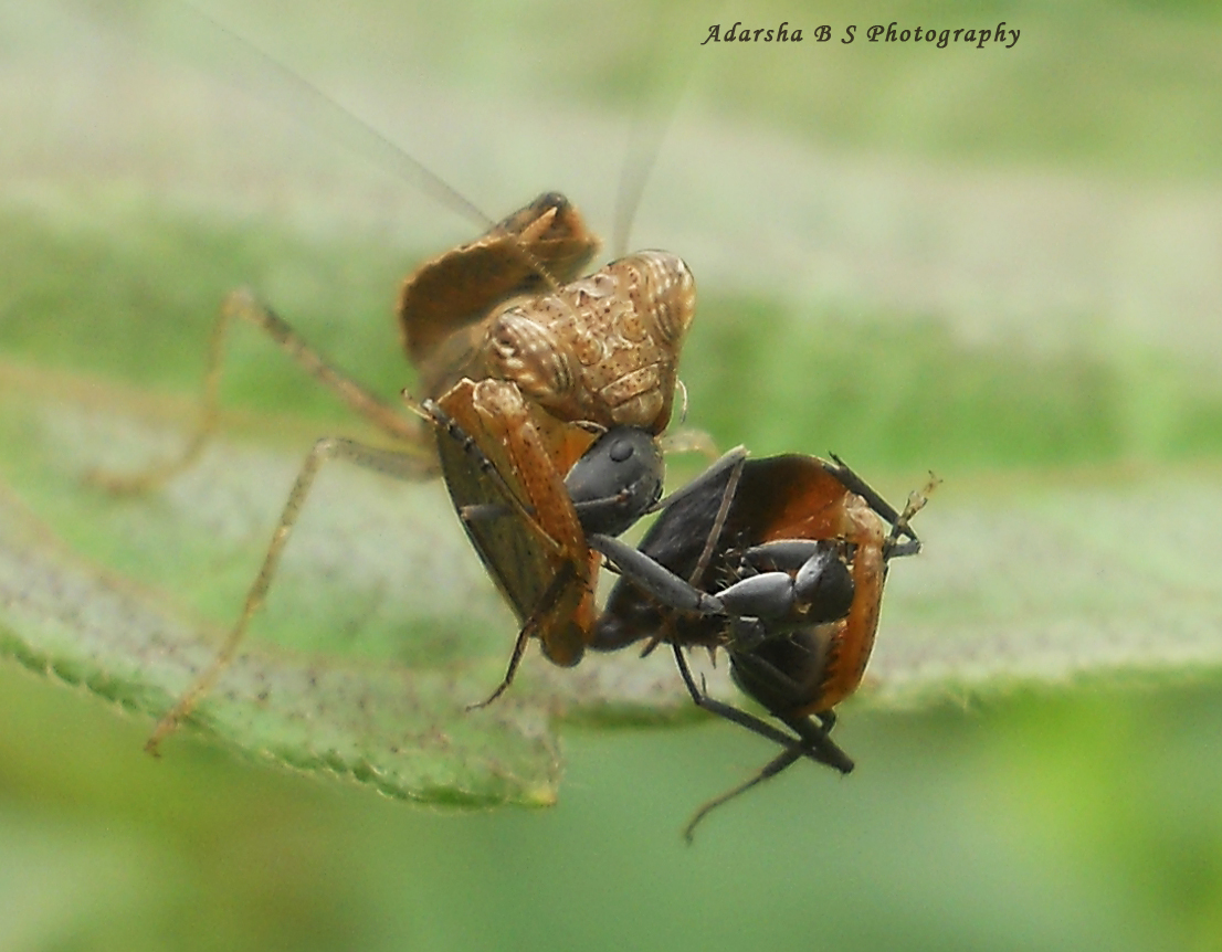 Praying mantis v/s Ant