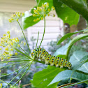Eastern Black Swallowtail Caterpillar