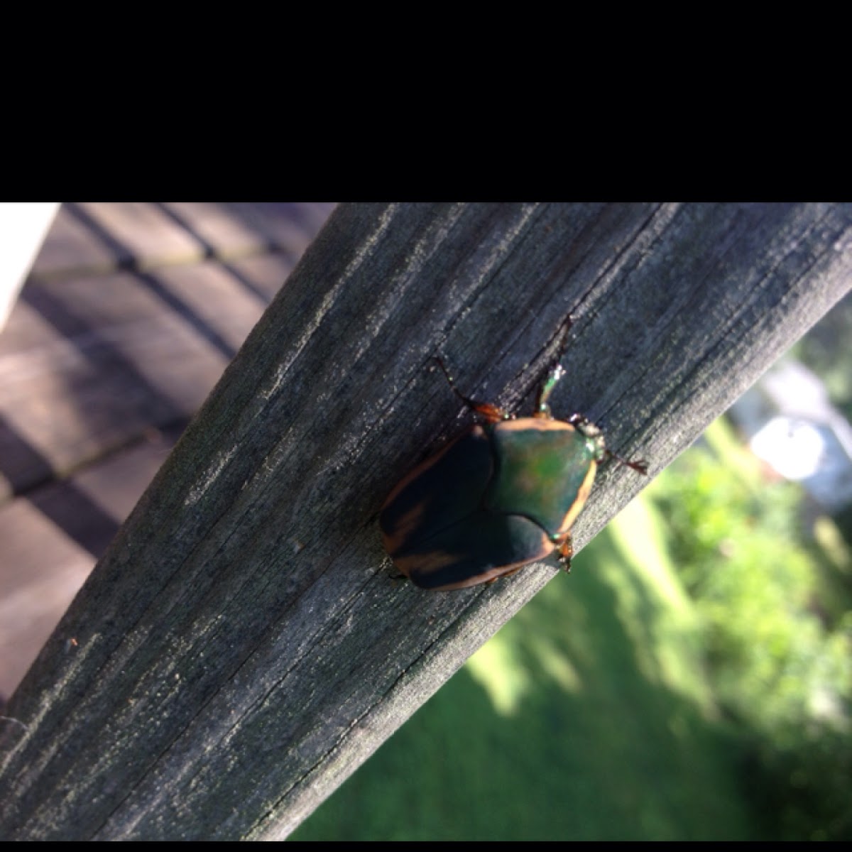 June bug