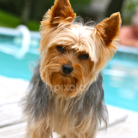 PoolSide Dog by Sydney Rohmann - Animals - Dogs Portraits