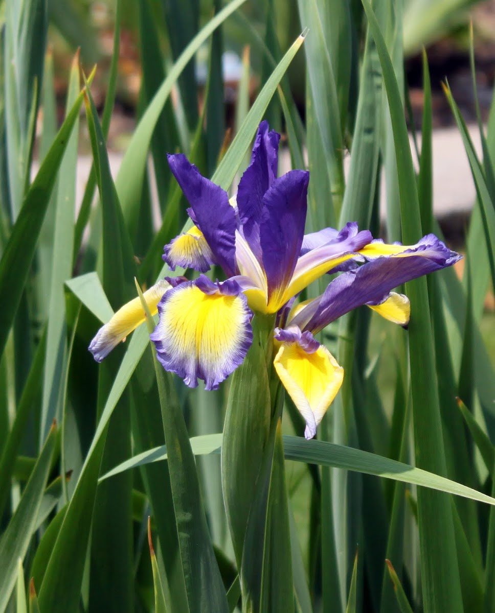 Spuria Iris 'Color Focus'