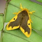 Orange-lined Tussock Moth