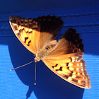 Tawny Emperor