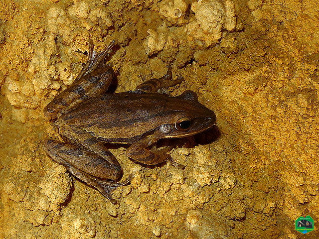 Common Tree Frog (cave)