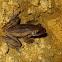 Common Tree Frog (cave)