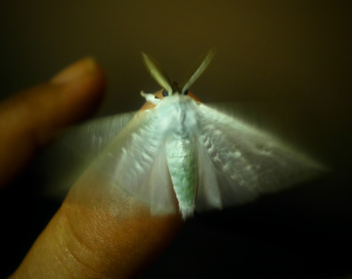 Silver moth.