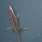 Green Anole 