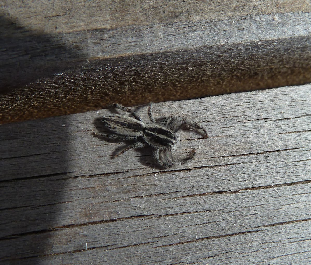 Flat jumping spider
