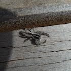 Flat jumping spider