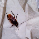 Australian Cockroach