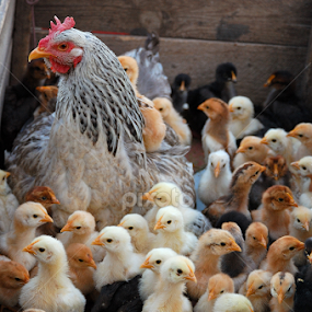 Mother of many children :) by Teglas Marin - Animals Birds