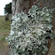Liquen / Common Greenshield Lichen