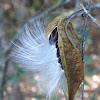 Honeyvine milkweed