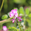 Chinese milkvetch