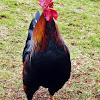 Feral Rooster