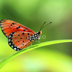 by Didik Baen - Animals Insects & Spiders