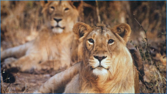 download Stunning Animals Wallpapers free