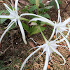 White Spider Lilly