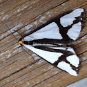 Black and white moth, Neighbor moth