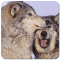 Wildlife Predator Wallpapers logo
