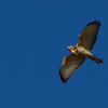 broad winged hawk